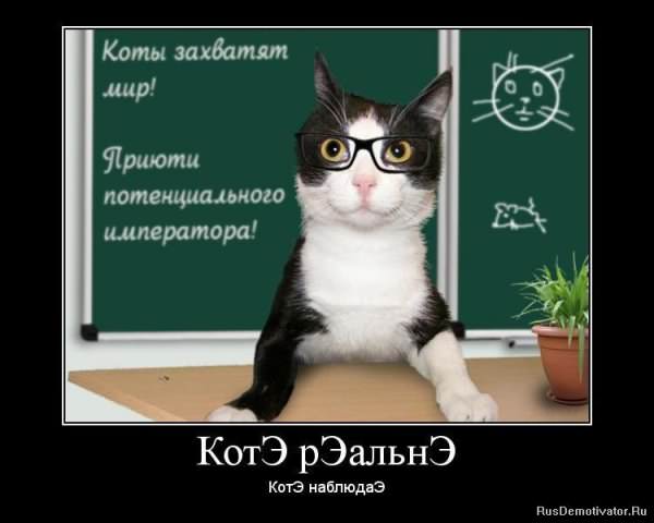 Демотиваторы про коте