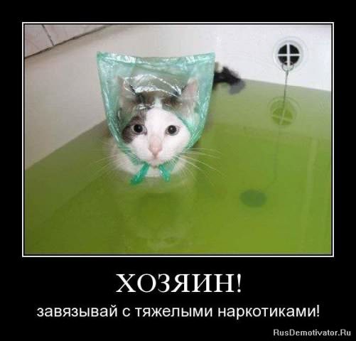 Демотиваторы про коте