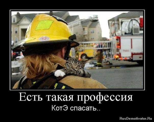 Демотиваторы про коте