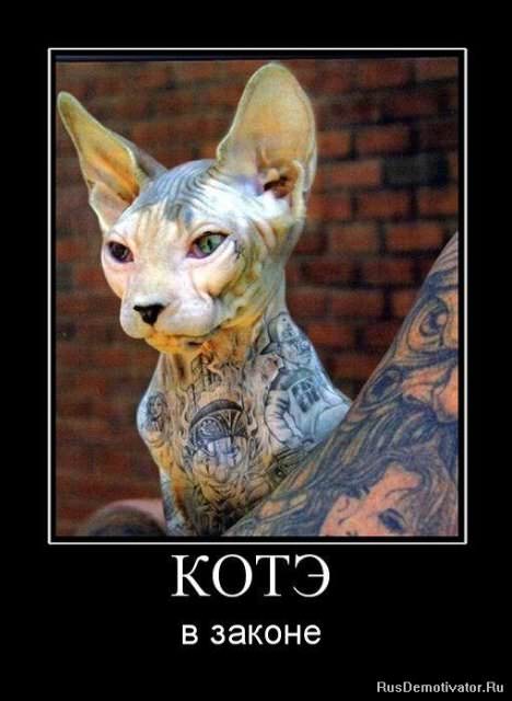 Демотиваторы про коте