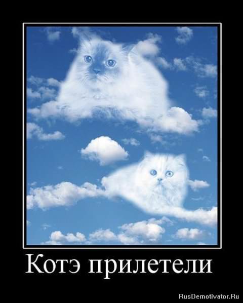 Демотиваторы про коте
