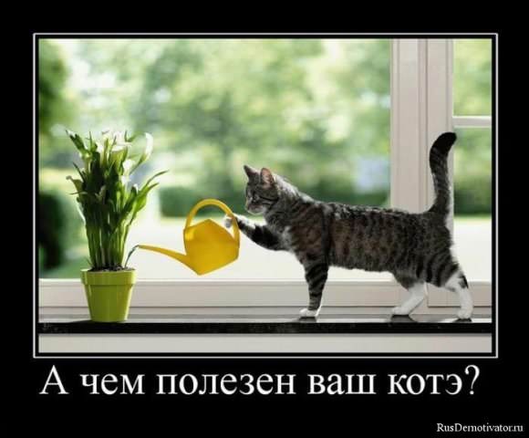 Демотиваторы про коте