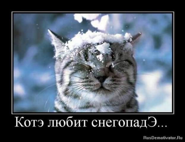 Демотиваторы про коте