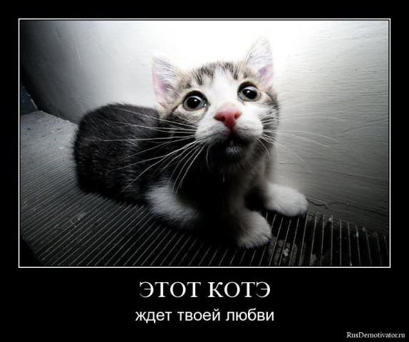 Демотиваторы про коте