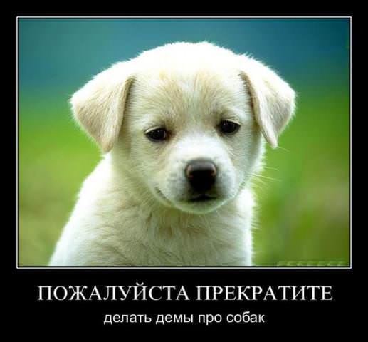 Демотиваторы про собак