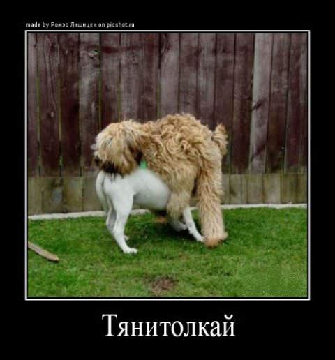 Демотиваторы про собак