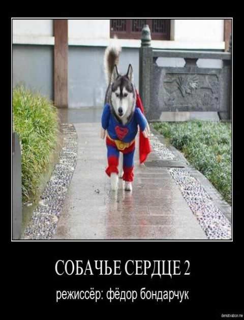 Демотиваторы про собак