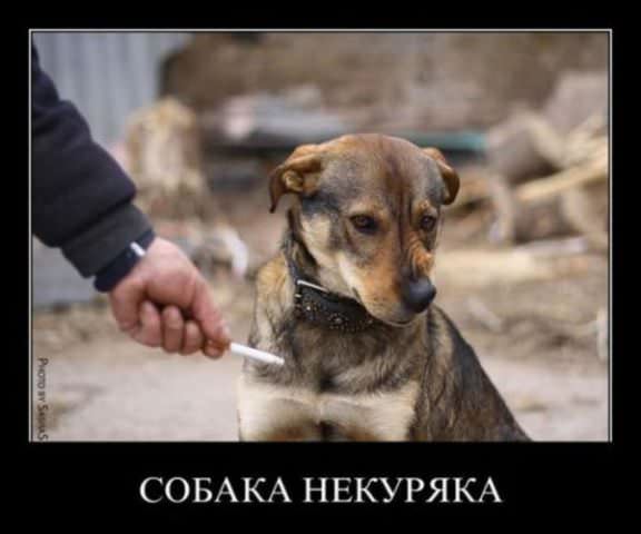 Демотиваторы про собак