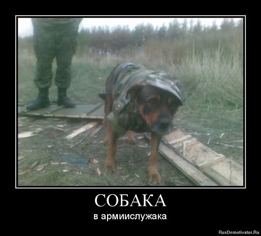 Демотиваторы про собак