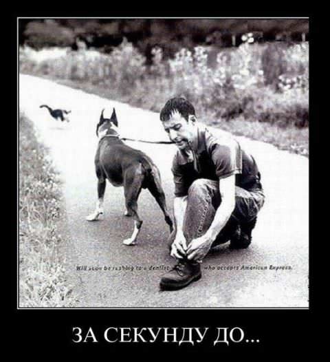 Демотиваторы про собак