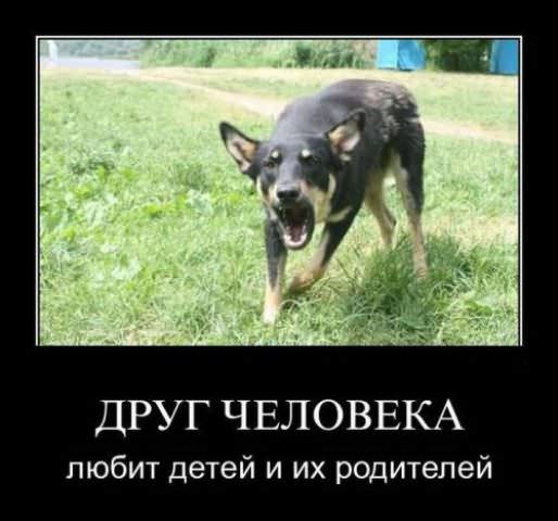 Демотиваторы про собак
