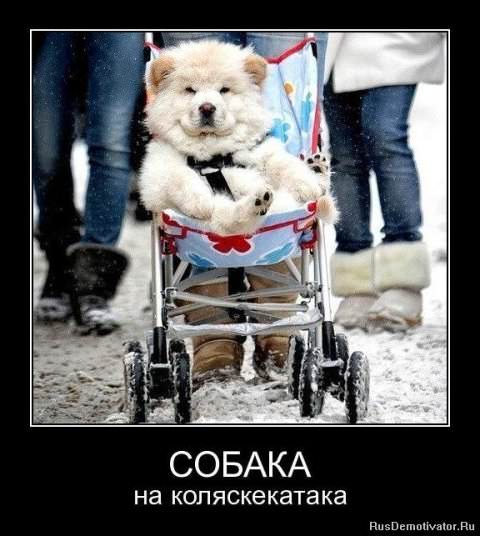 Демотиваторы про собак