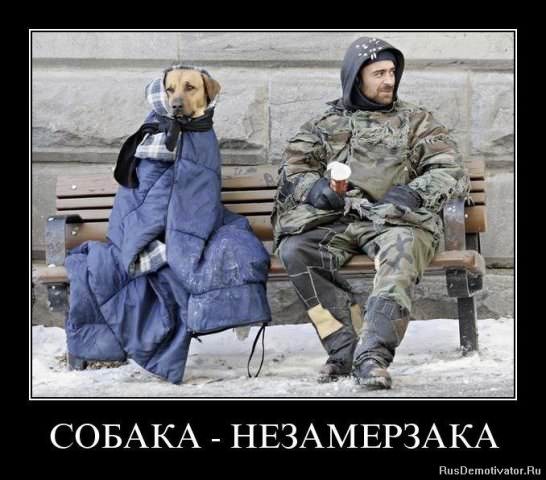 Демотиваторы про собак