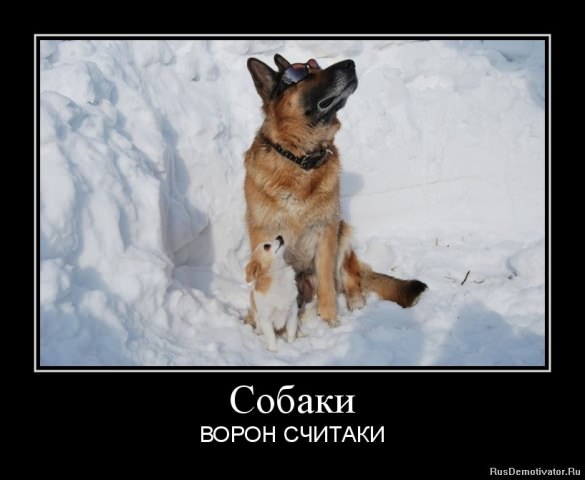 Демотиваторы про собак
