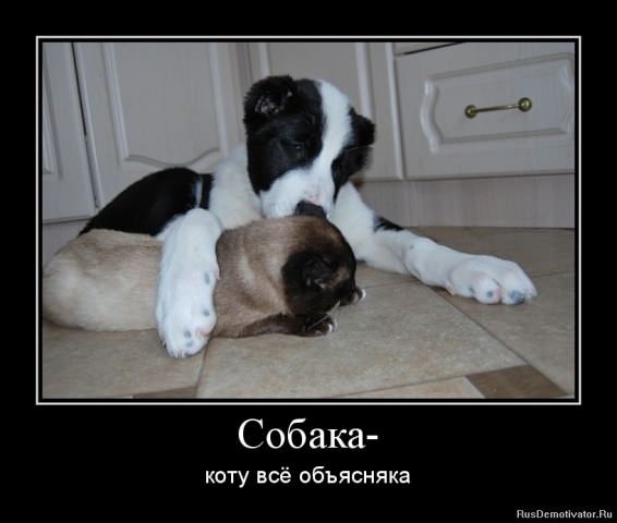 Демотиваторы про собак
