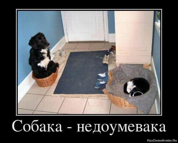 Демотиваторы про собак