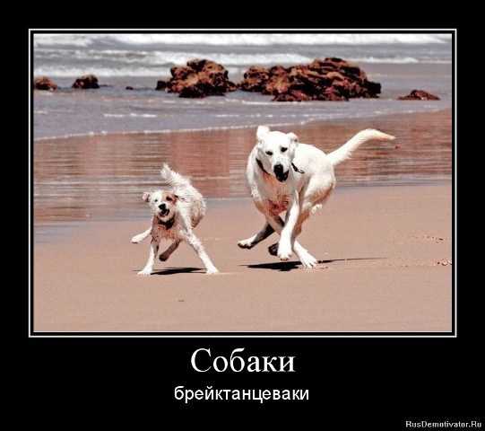 Демотиваторы про собак