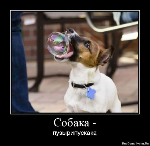 Демотиваторы про собак