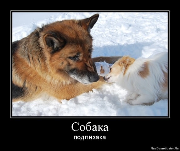 Демотиваторы про собак