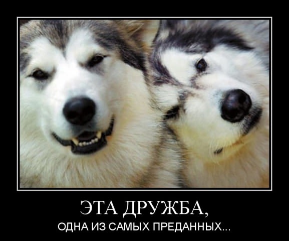 Демотиваторы про собак