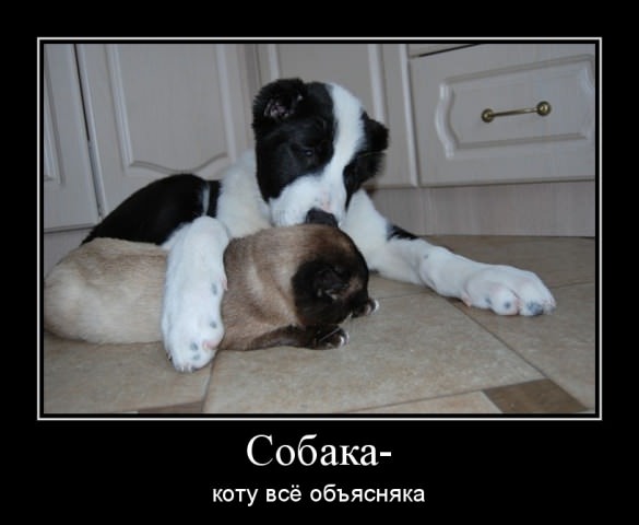 Демотиваторы про собак