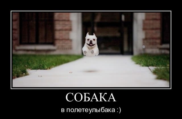 Демотиваторы про собак