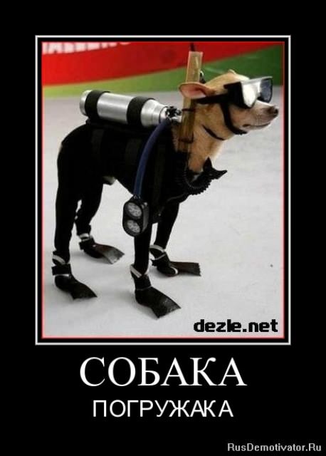 Демотиваторы про собак