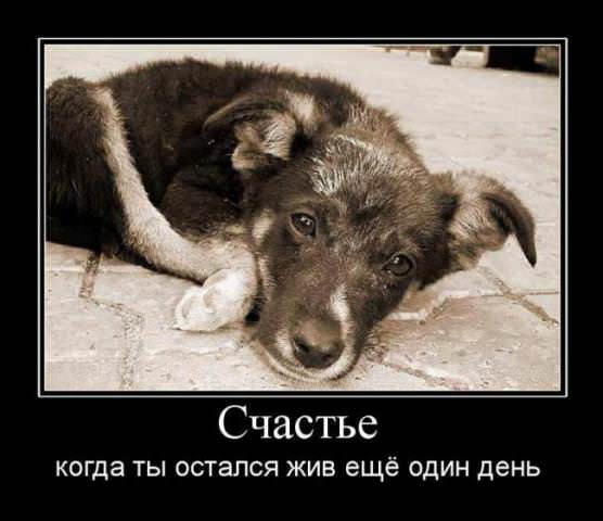 Демотиваторы про собак