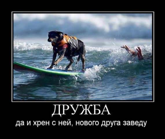 Демотиваторы про собак