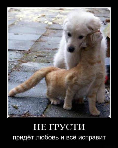 Демотиваторы про собак