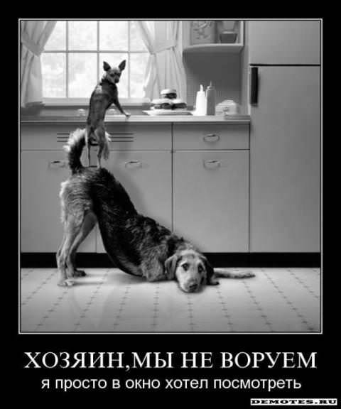 Демотиваторы про собак