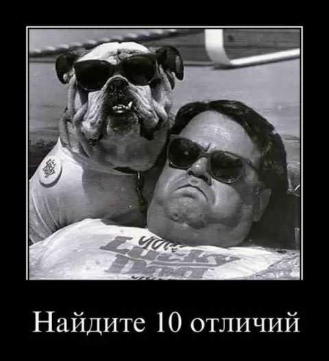 Демотиваторы про собак