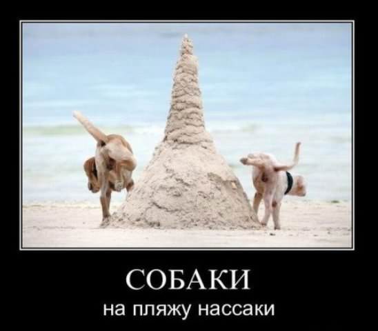 Демотиваторы про собак