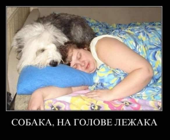 Демотиваторы про собак