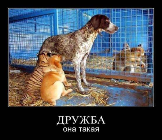 Демотиваторы приколы