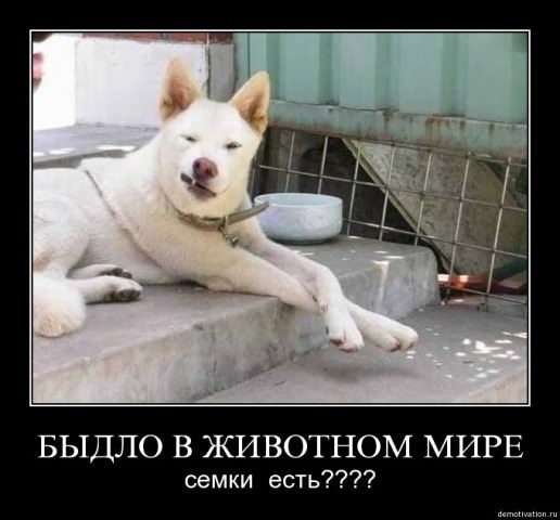 Демотиваторы приколы