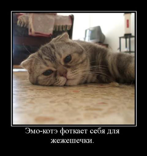 Демотиваторы приколы
