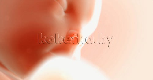 Фото плода - беременность 38 недель