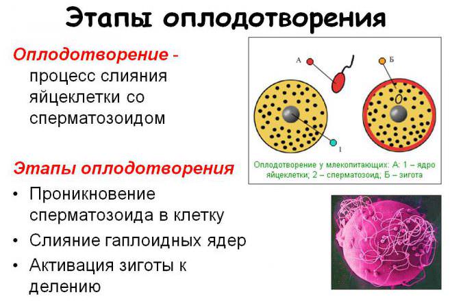 Оплодотворение