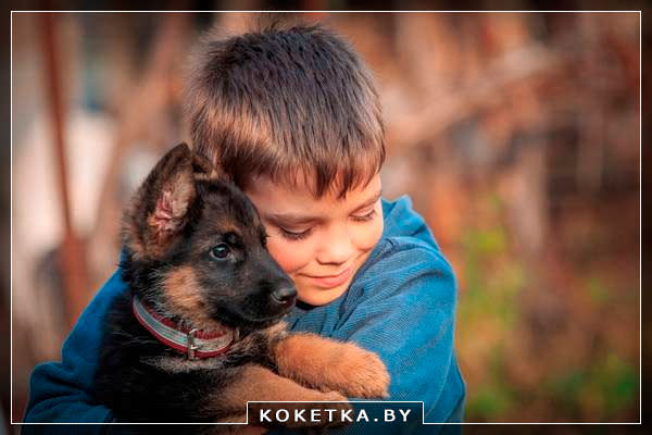 Выбор домашнего питомца для ребенка - собака