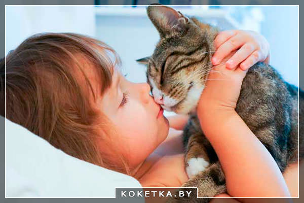 Выбор домашнего питомца для ребенка - кошка