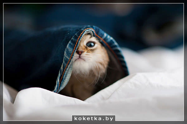 В чём отличие фобии от страха?