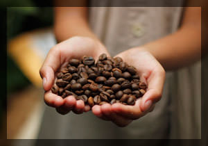 Зеленый кофе в зёрнах: секрет красоты и энергии для современных девушек