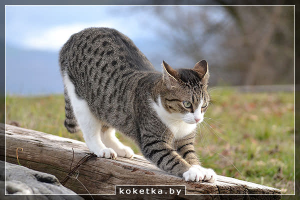Кошка точит когти на улице