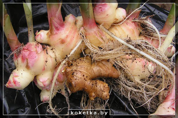 Корень имбиря с проростками