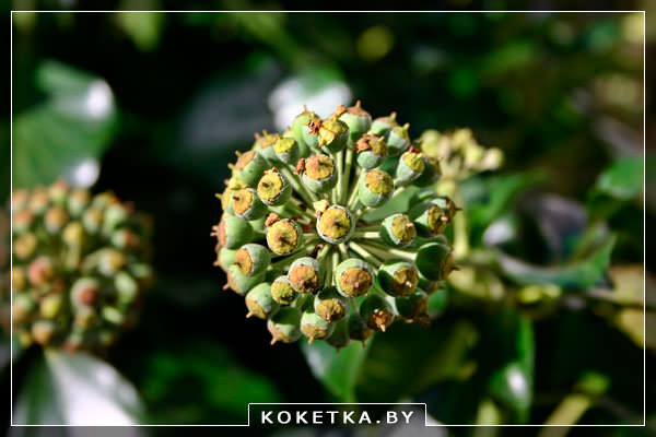  плющ (хедера)