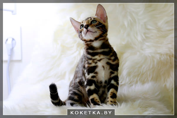 Бенгальские кошки