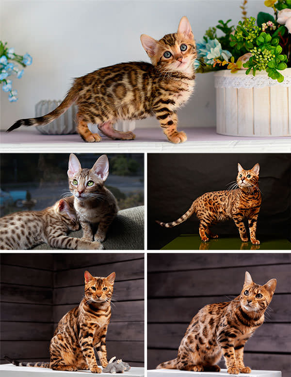Бенгальские кошки очень красивая окраска