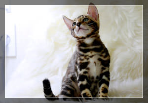 Бенгальские кошки
