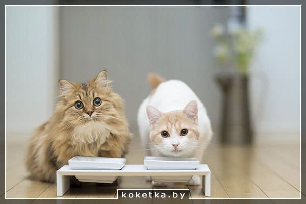 Корм для кошек после кастрации
